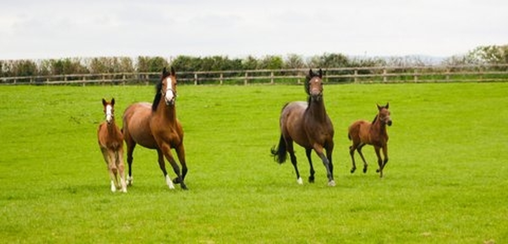 Equine Governing Bodies Seek to Secure Industry Future in Withdrawal Agreement