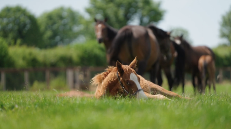 EFTBA The Amazing Story of the Thoroughbred 2023 Breeding Season